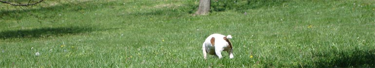 noggBLOG header image 2