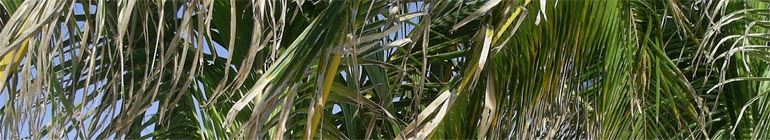 noggBLOG header image 3